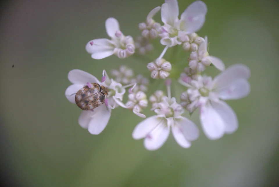 A pale purple blossom with delicate petals and fine stamens