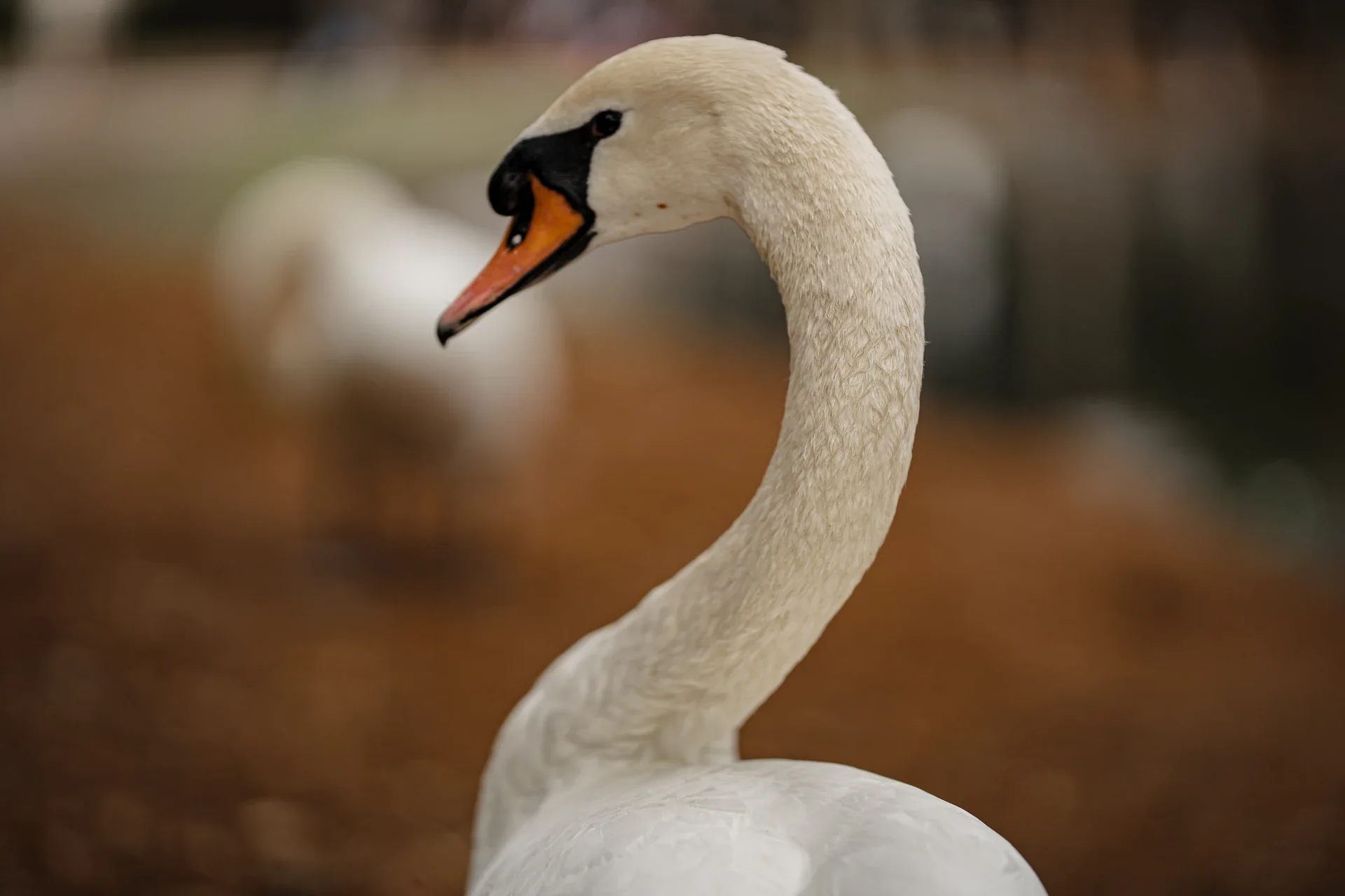 A white swan with a curved neck against a warm softly blurred background