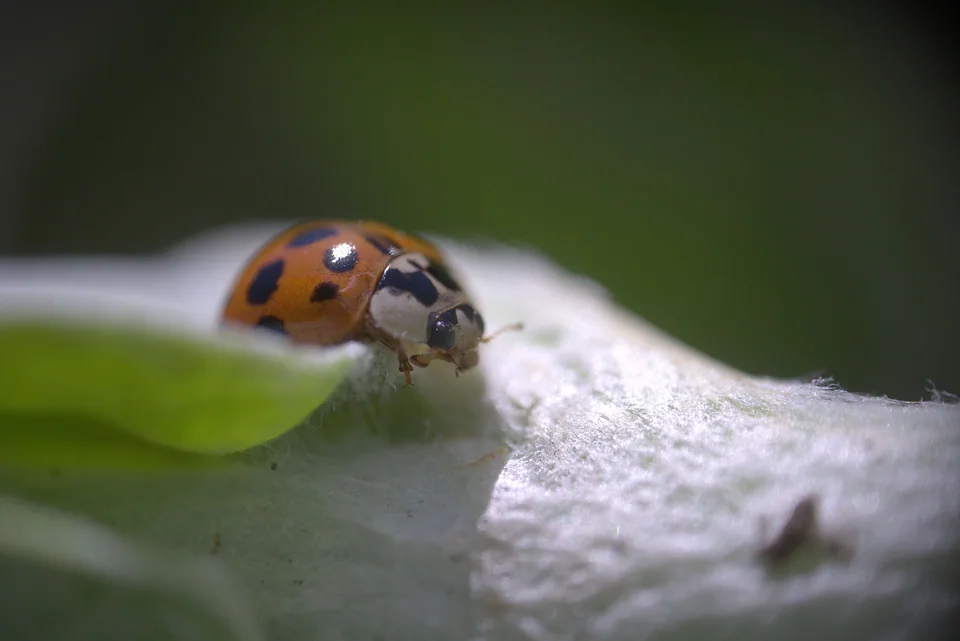 Extreme close-up of a ladybug made with a macro photography setup