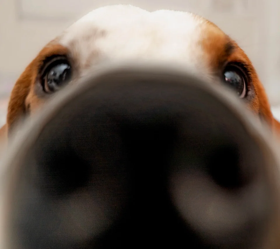 Wide-angle close-up of a brown-and-white dog with its nose close to the lens