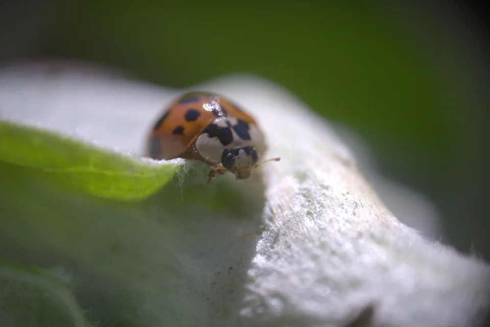 Extreme close-up of a ladybug crossing the edge of a fuzzy leaf