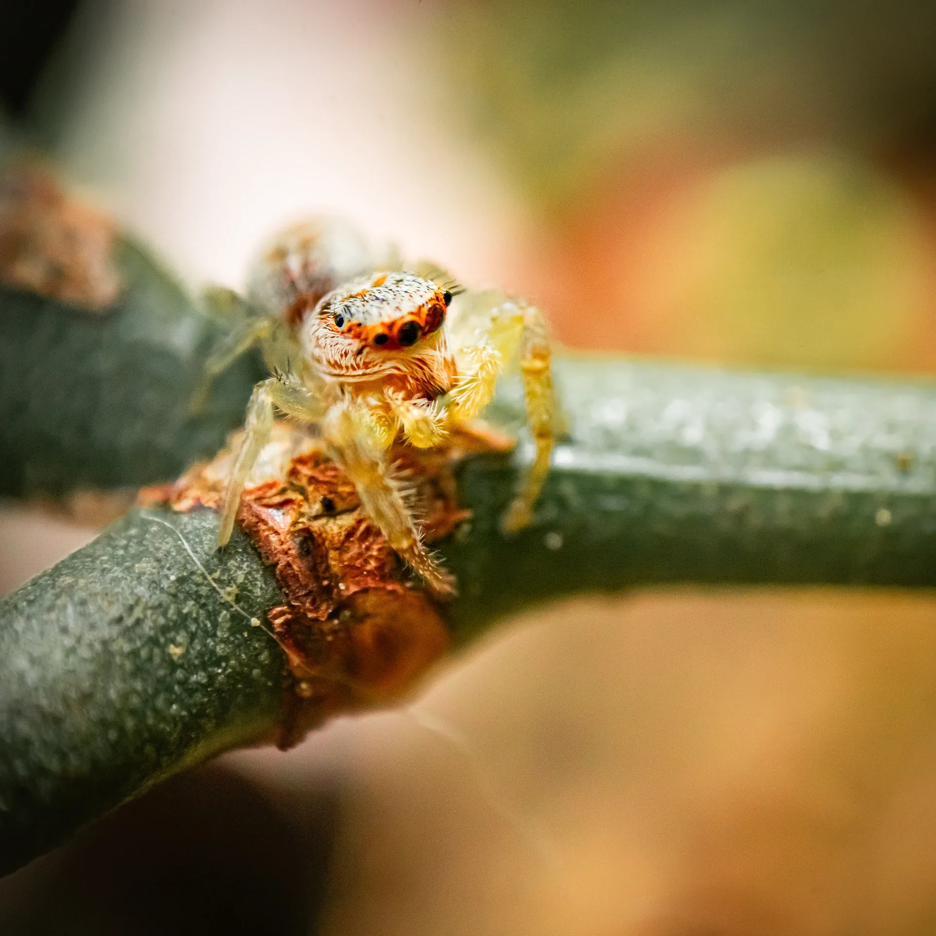 A small spider resting on a green stem in extreme close-up