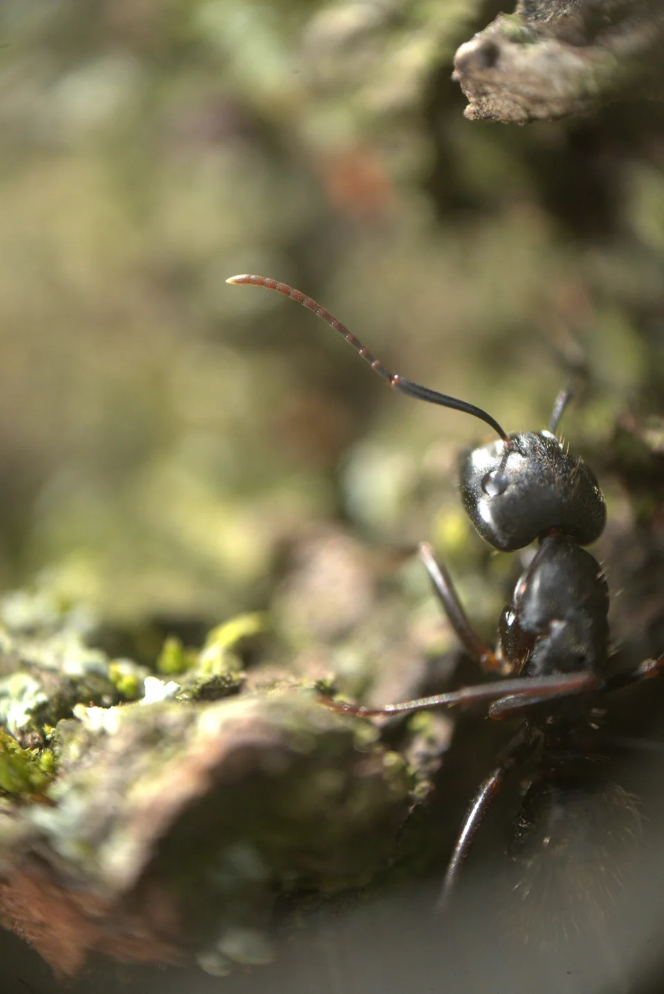 Extreme close-up of a black ant climbing across textured wood