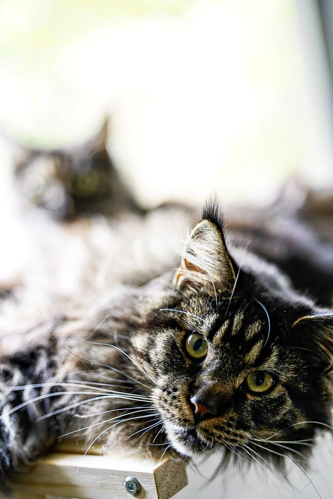 A tabby cat resting in soft light with its whiskers and fur in focus