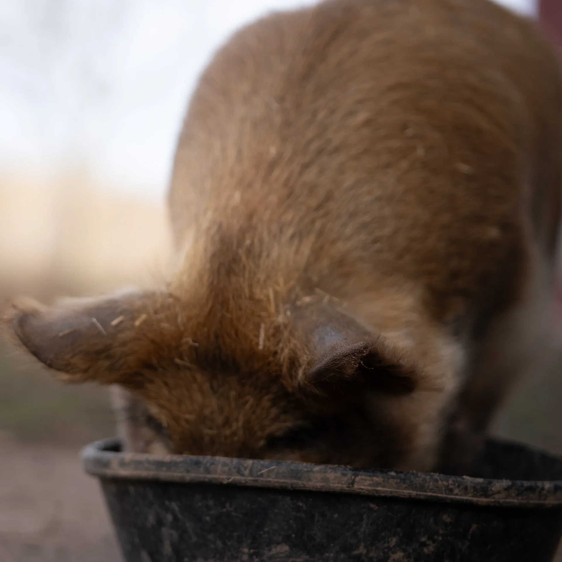 A brown-furred animal feeding from a dark bowl with its ears in focus