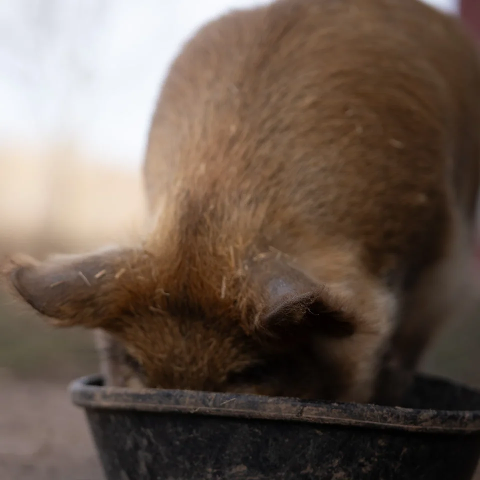 A brown-furred animal feeding from a dark bowl with its ears in focus