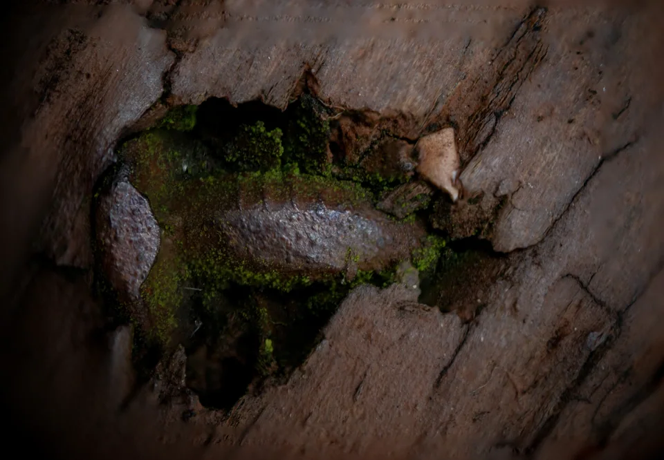 Macro view of cracked wood and a dark recess edged with green moss