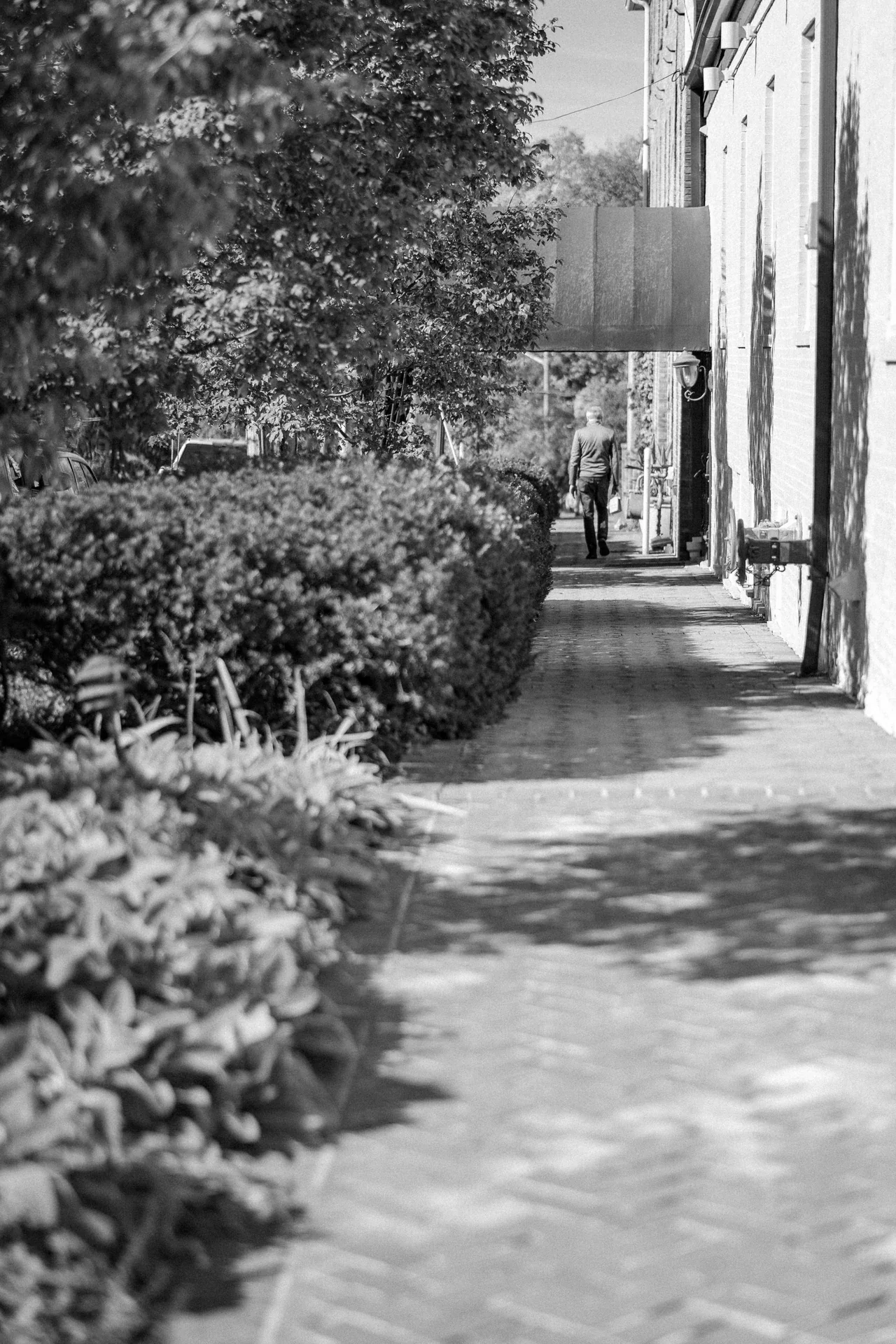 A leafy path beside a building, photographed in black and white