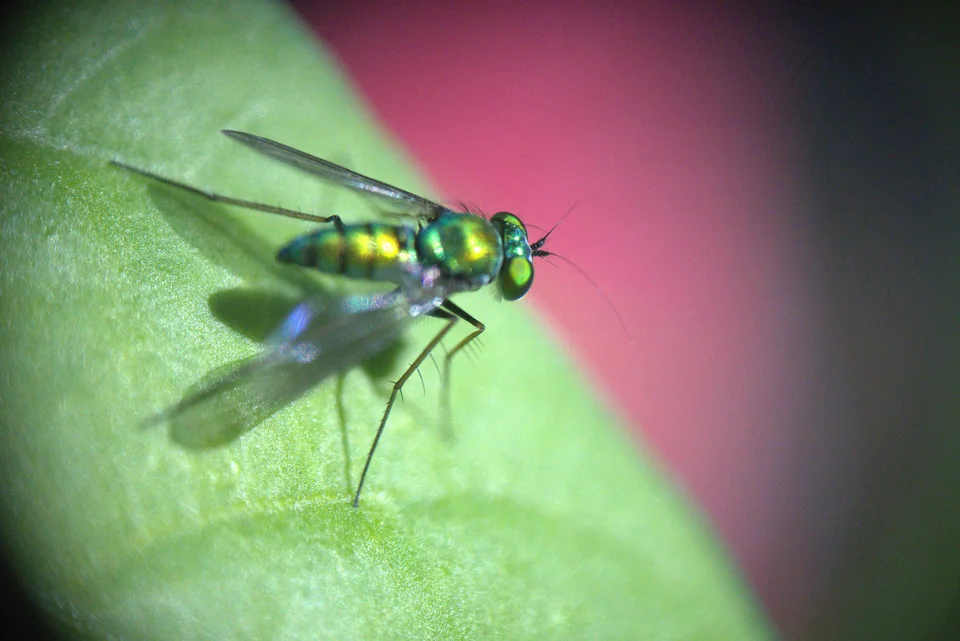 Iridescent green fly resting on a leaf against a pink background