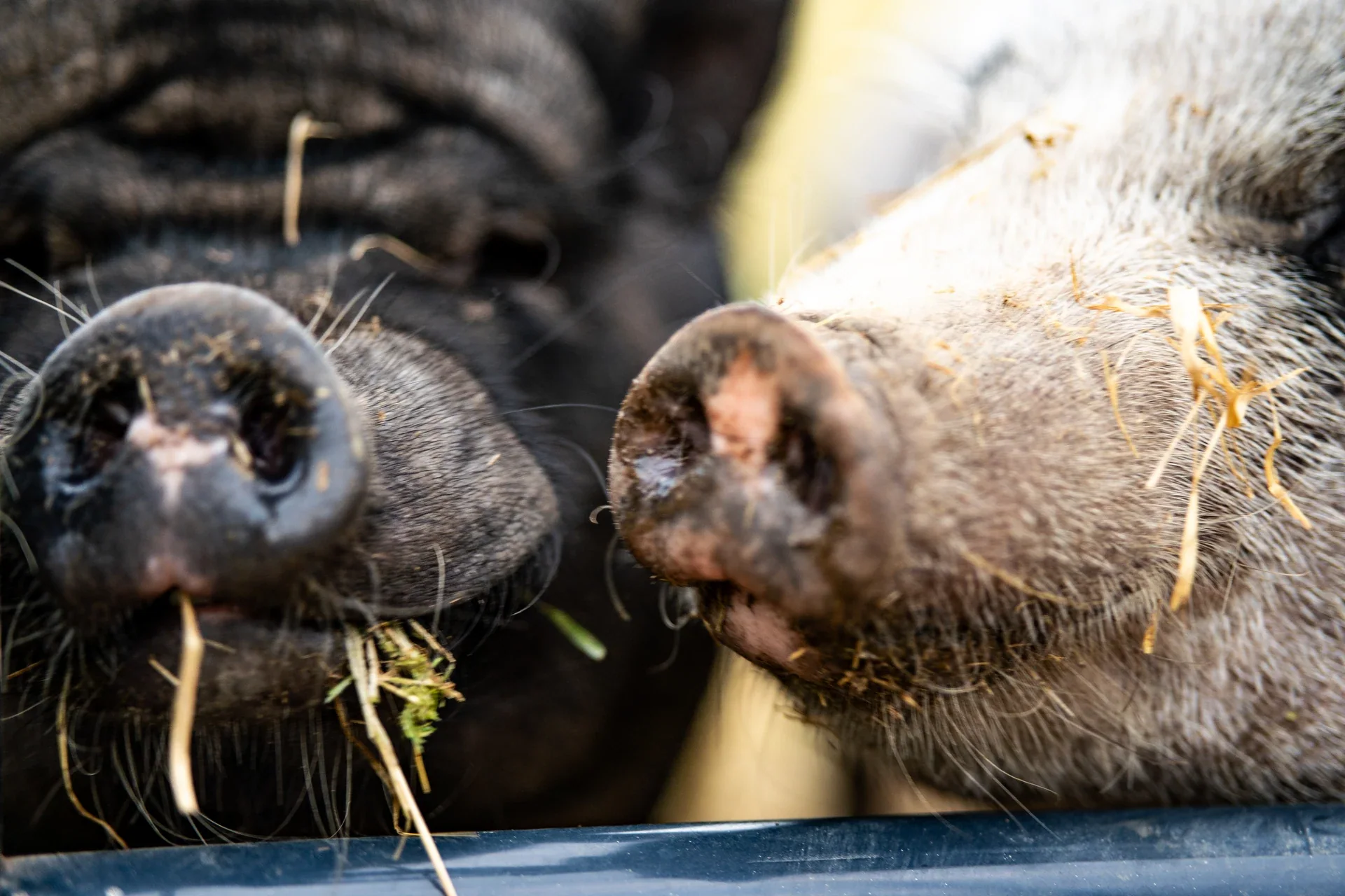 Two pigs touching snouts with strands of hay around their faces