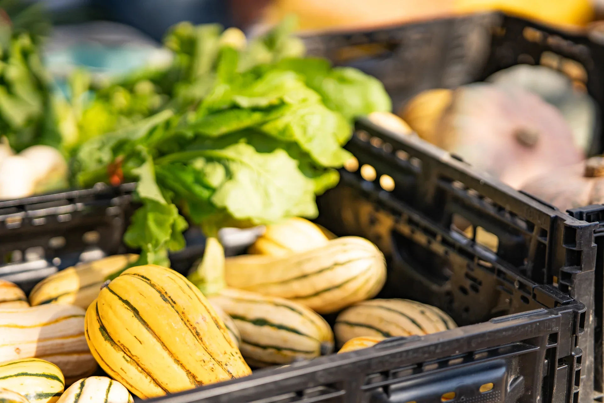 Yellow squash, leafy greens and other vegetables displayed in market crates
