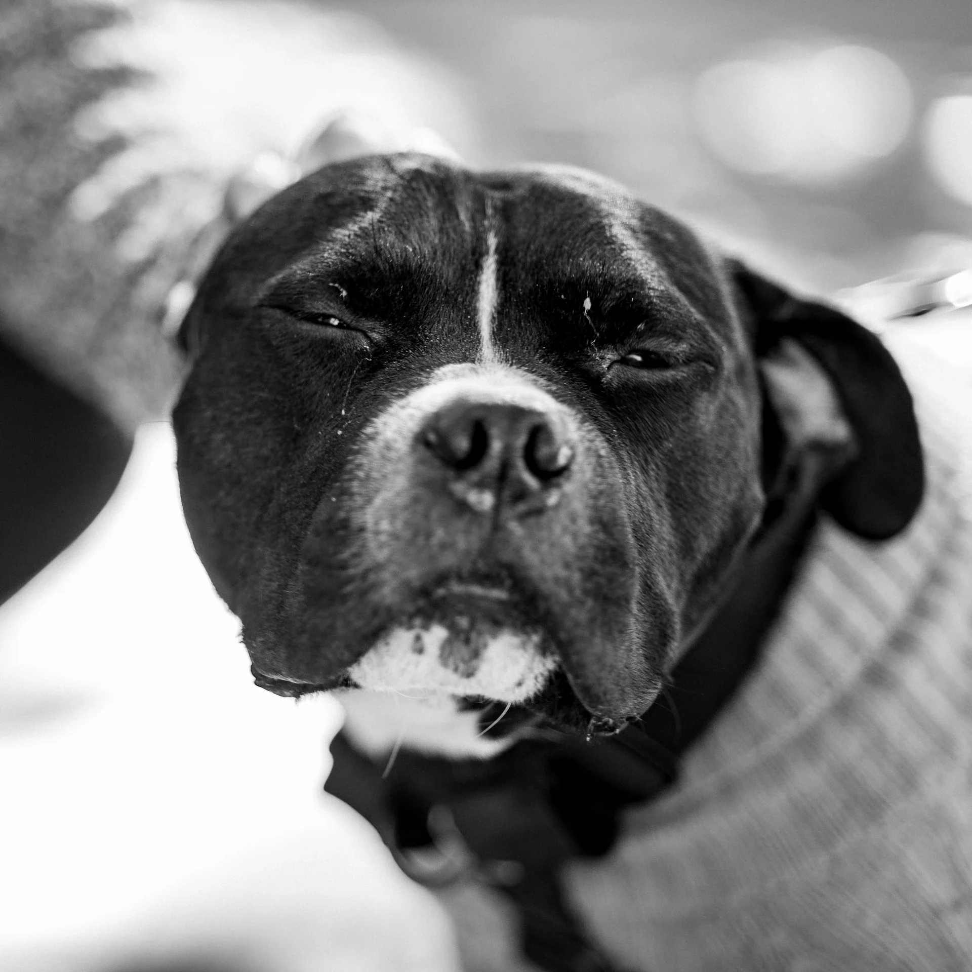 Close-up portrait of a black dog with a white muzzle, in black and white