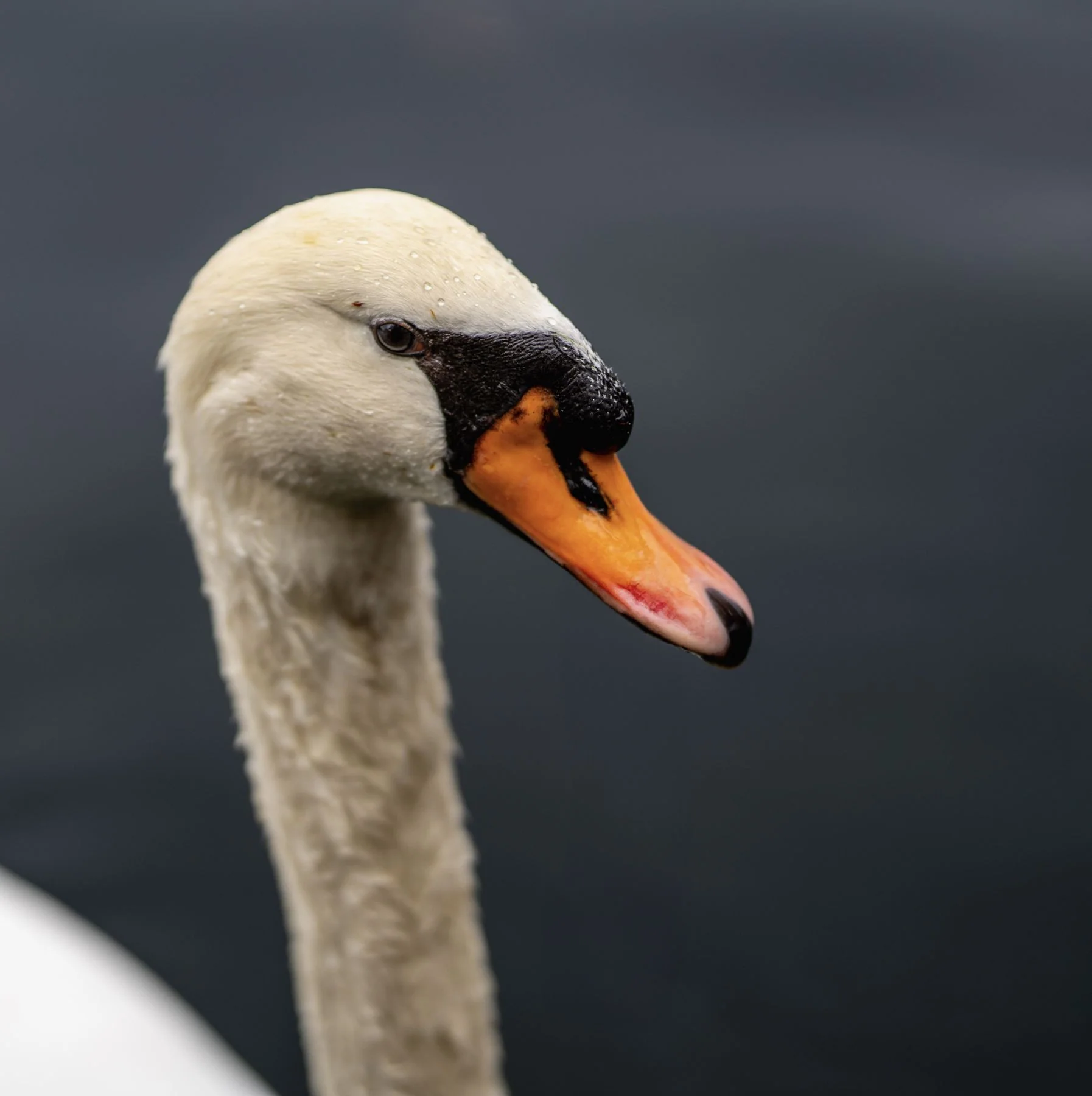 White swan in profile with an orange-and-black bill