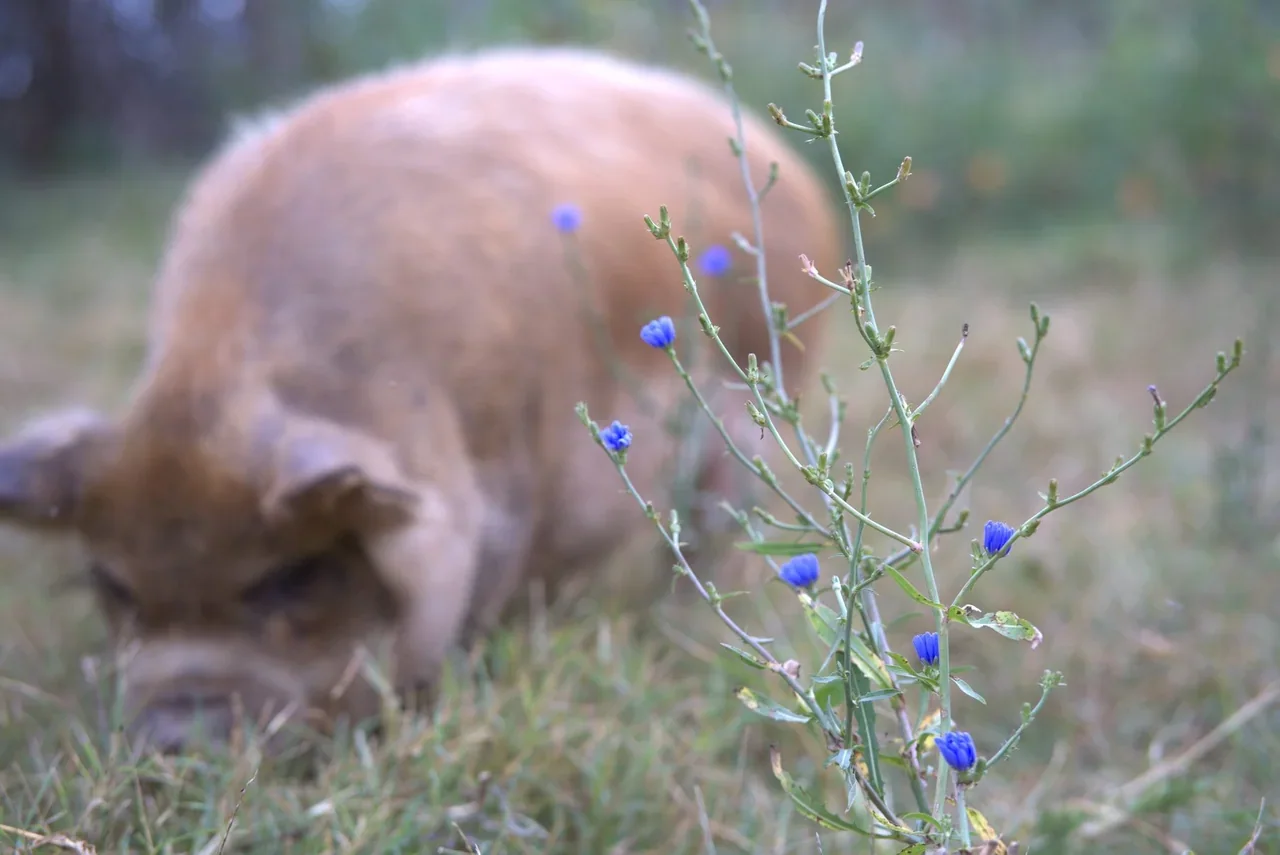 Blue wildflowers in focus with a pig softly blurred behind them