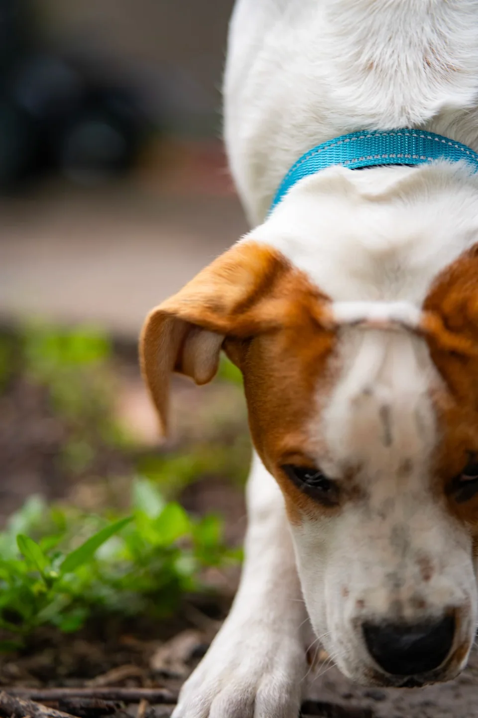 A brown-and-white dog sniffing the ground at the edge of a garden