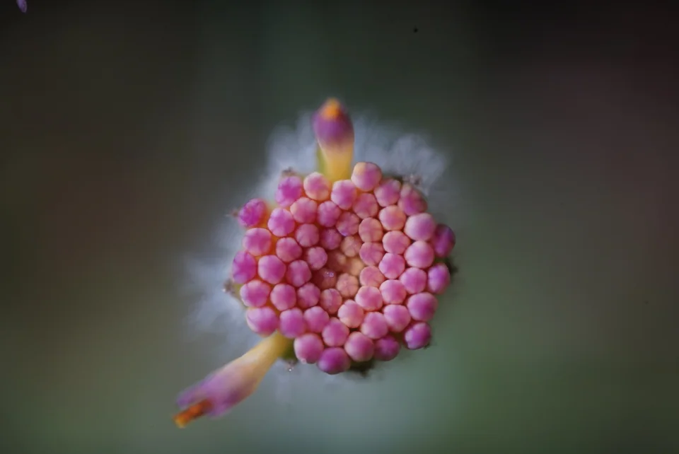 Magenta bud cluster with a pale halo against muted green