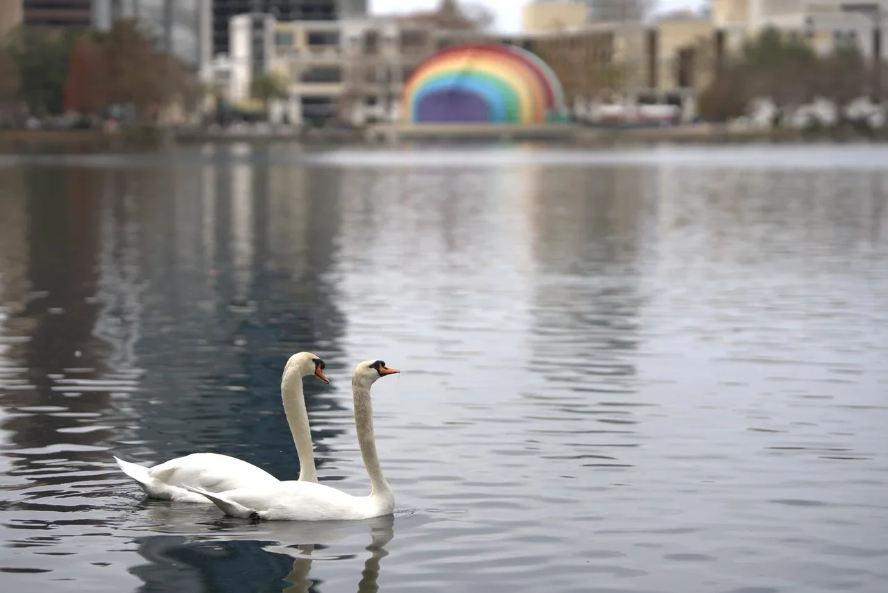 Two white swans on a pond with a rainbow in the distance