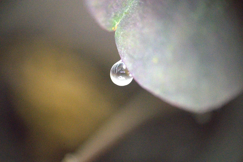 Clear water droplet hanging from a pale leaf