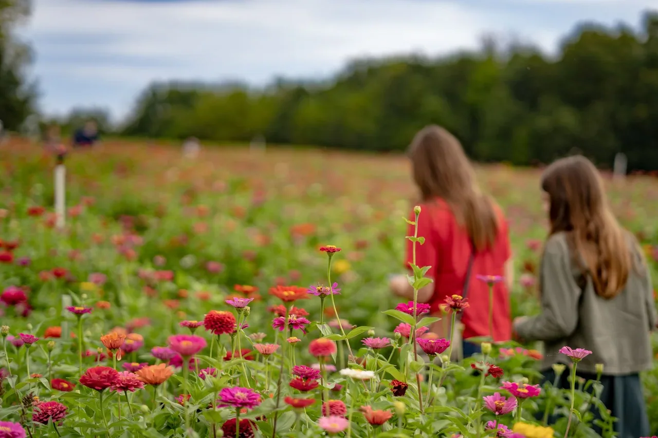 Two people walking through a field of colorful flowers