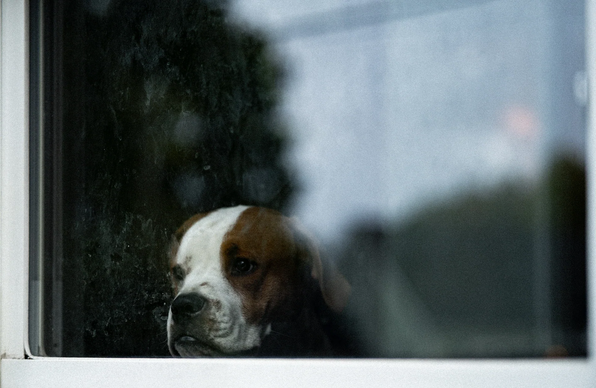 A brown-and-white dog seen through a window with reflections and streaks