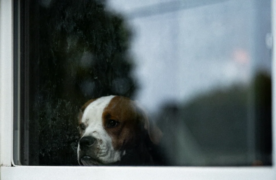 A brown-and-white dog seen through a window with reflections and streaks