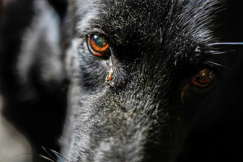 Close-up of a black dog's amber eyes and textured muzzle