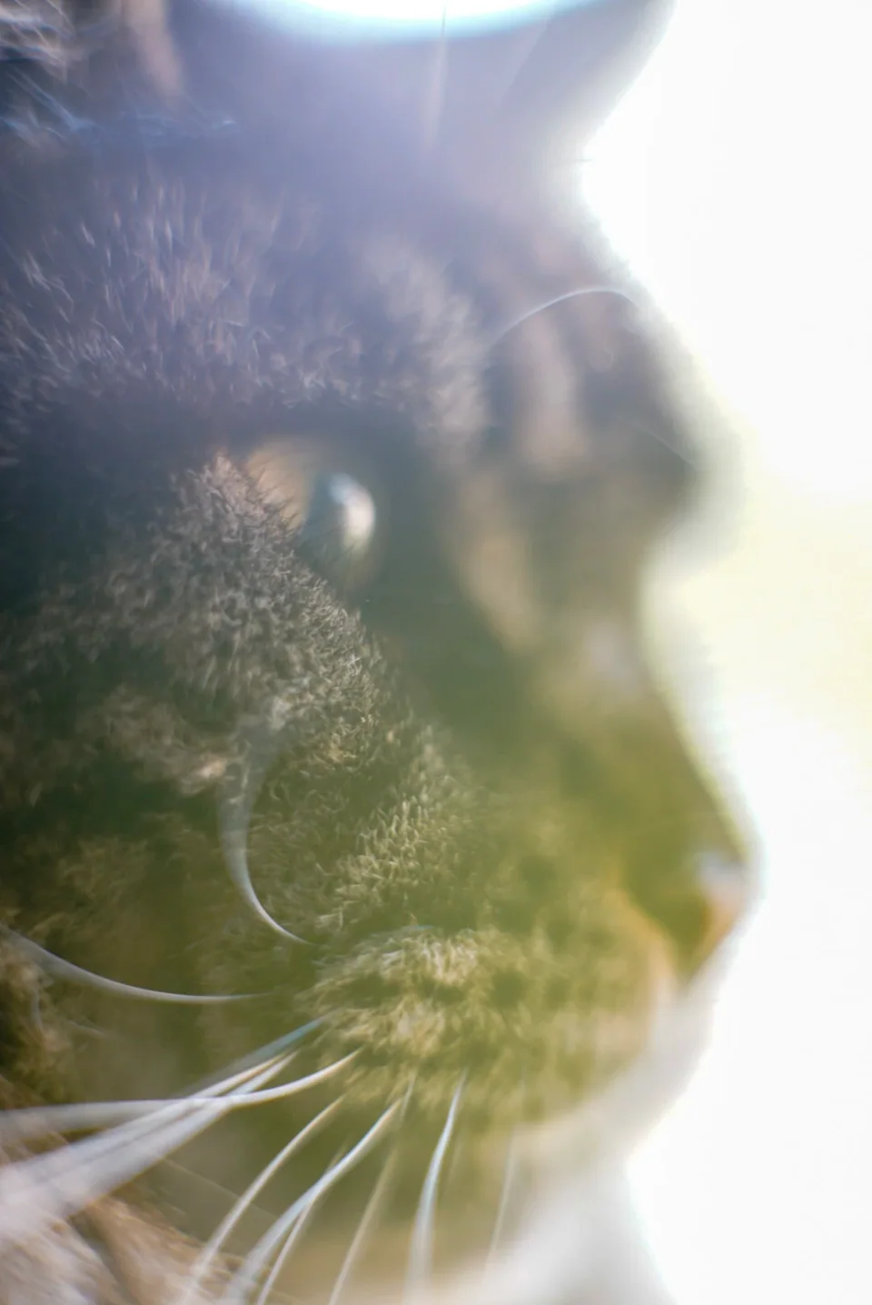 Backlit profile of a tabby cat with its whiskers catching the light