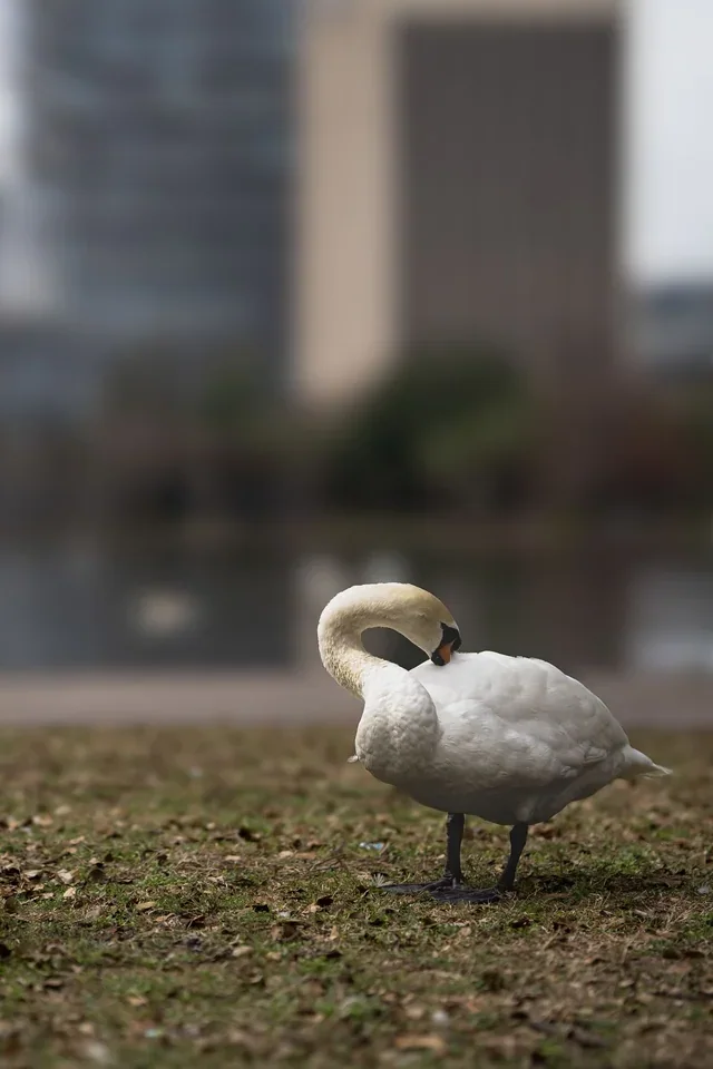 A white swan preening beside a waterfront path